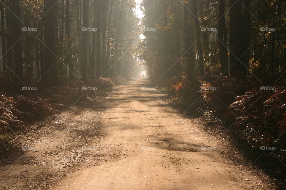 Sand road through pine wood