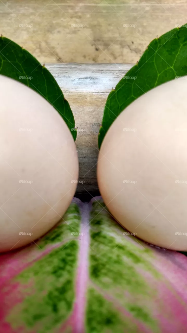 egg twins