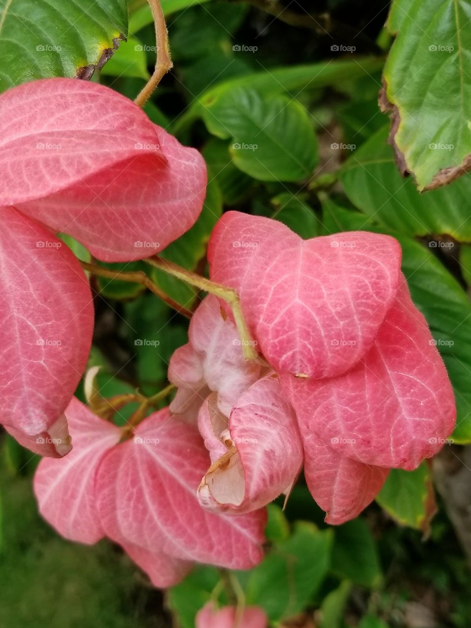 beautiful flower..I think this is a real life growing pointseta but I'm really not sure