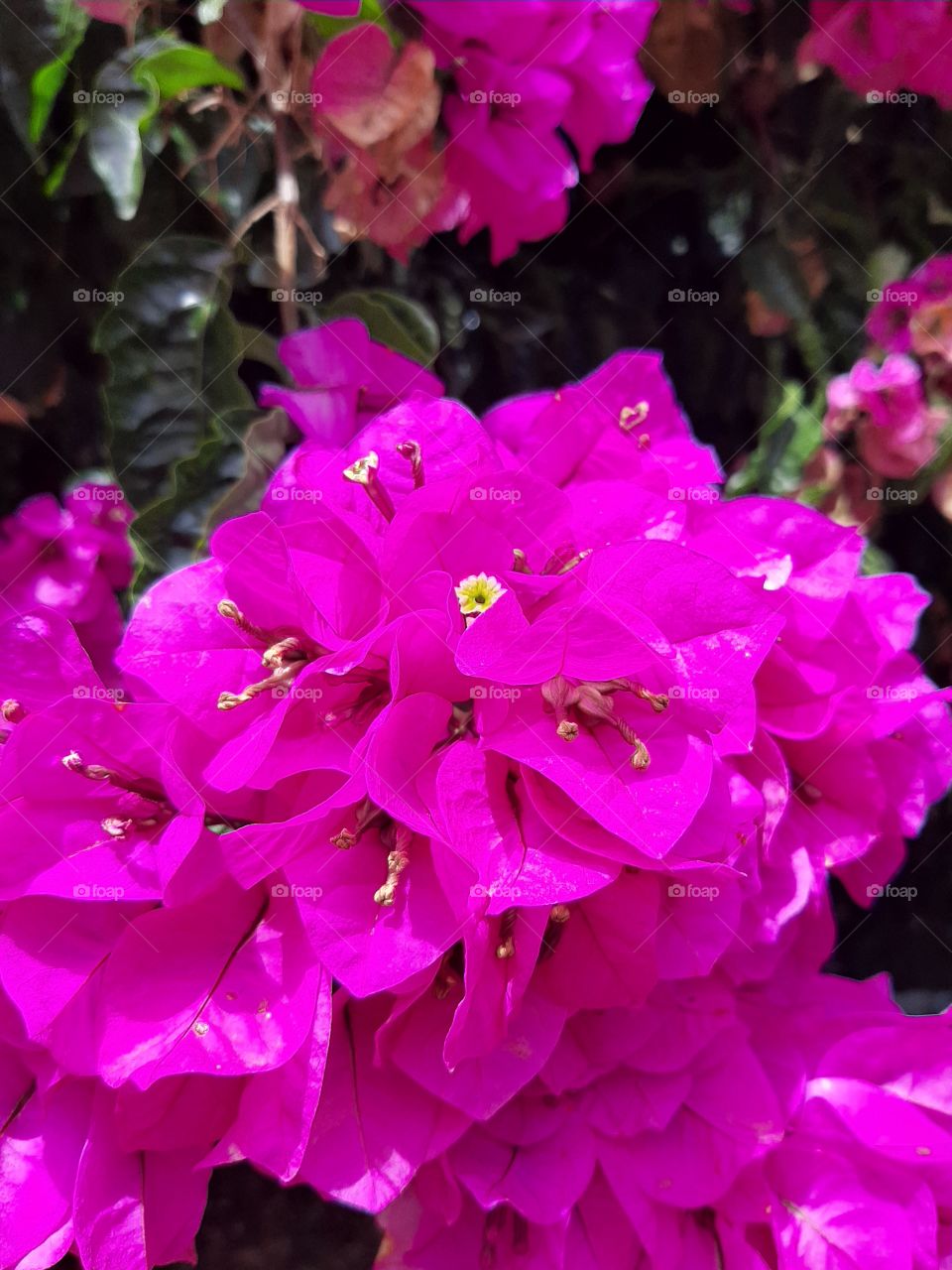 Live in a hot pink world.