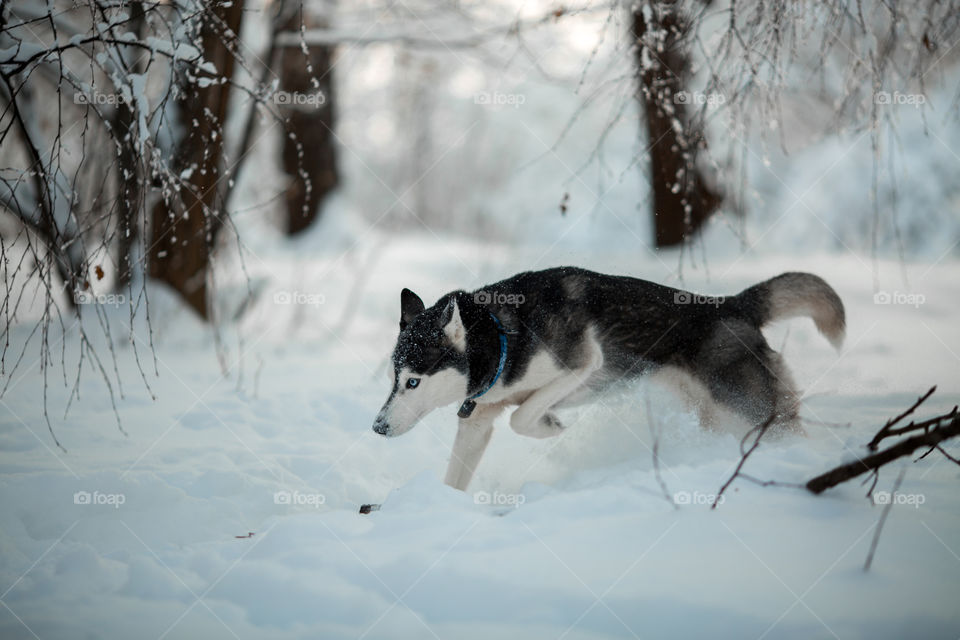 Walking with husky in winter park