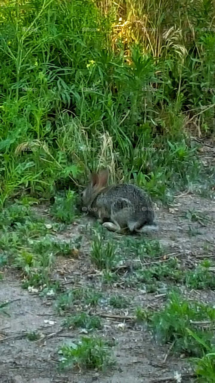 Baby bunny