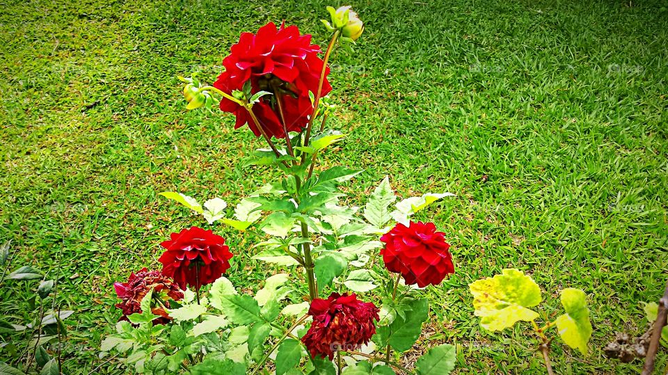 Red Dalia