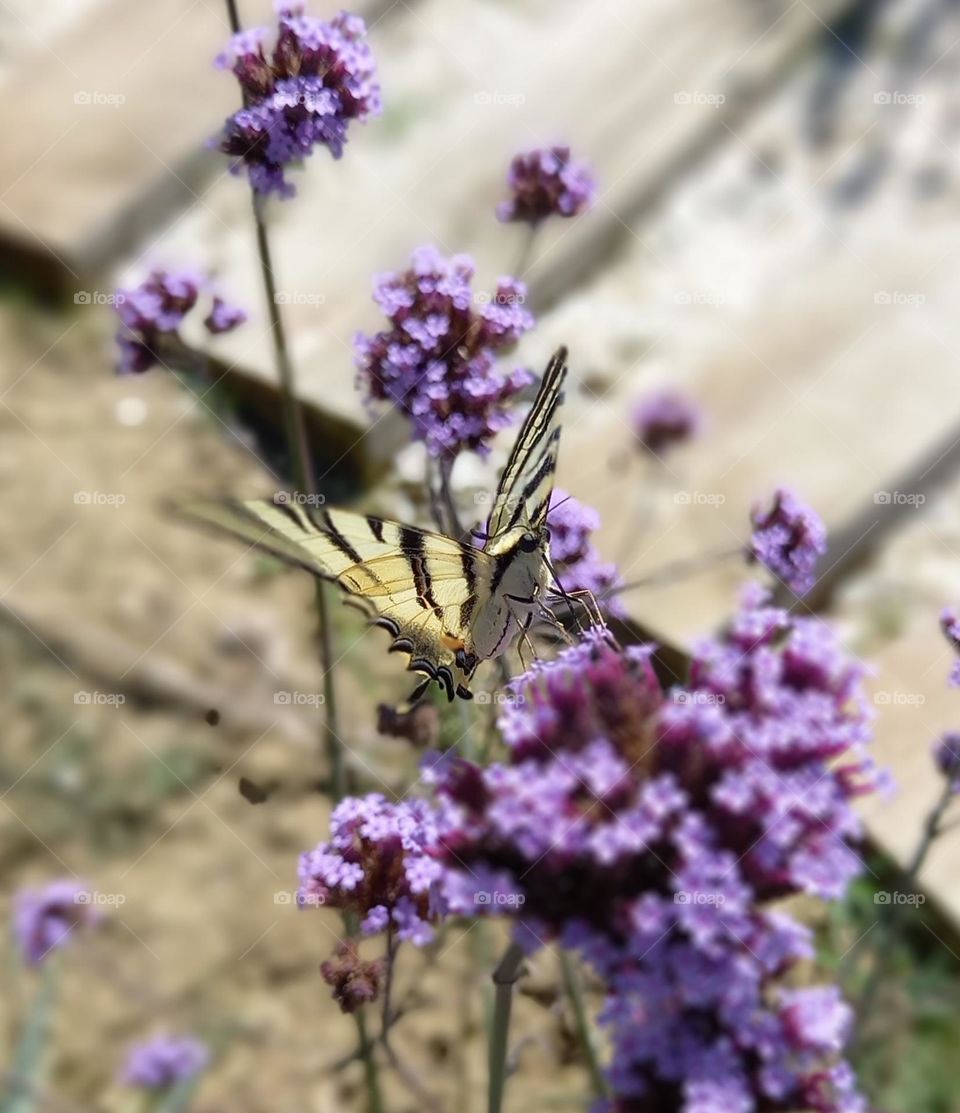 Majestueux papillon