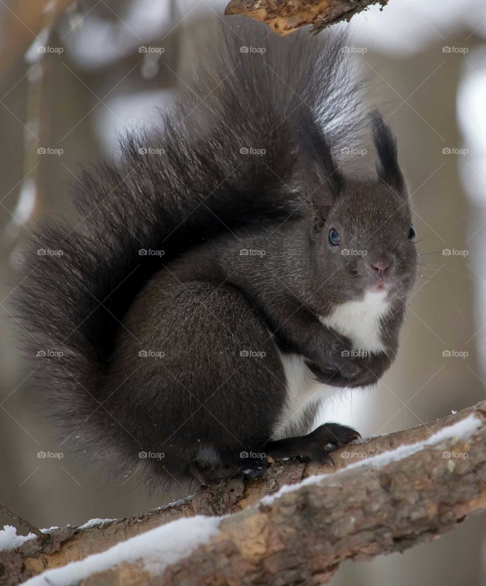 A squirrel on the tree