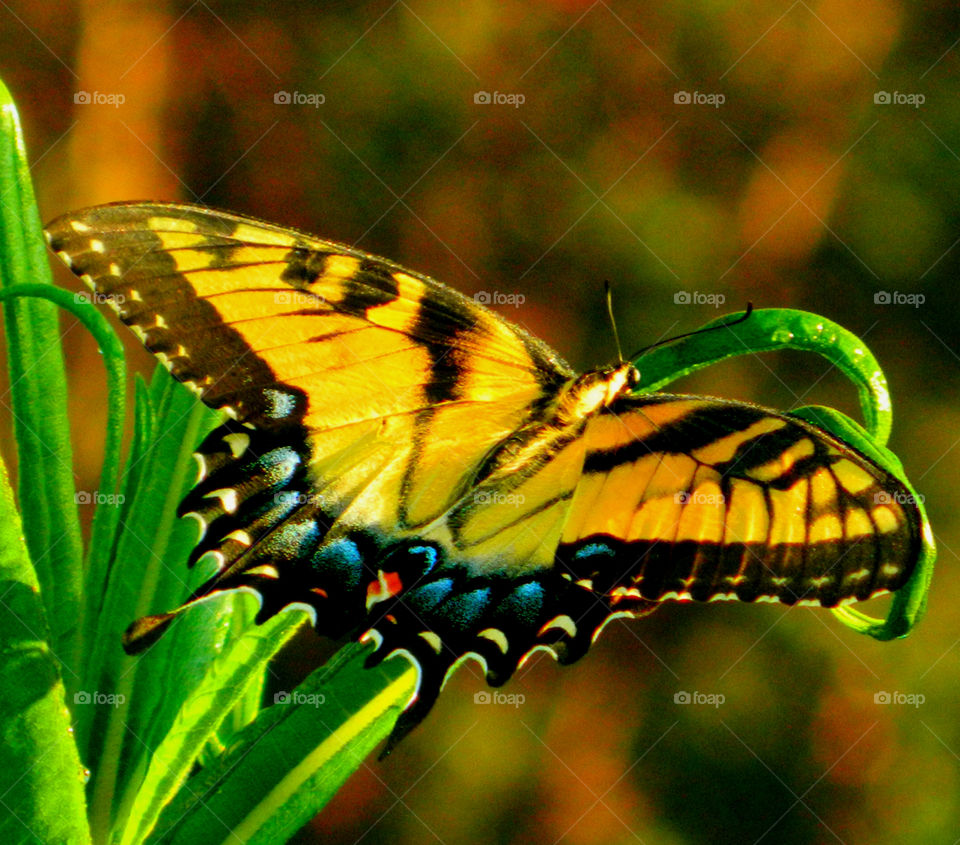 Yellow is my favorite color and it matches my disposition: cheerful and fun to be with, creative, critical of myself, and a perfectionist! Yellow is the best color to create enthusiasm for life and can awaken greater confidence and optimism! I love a challenge, particularly a mental challenge! 