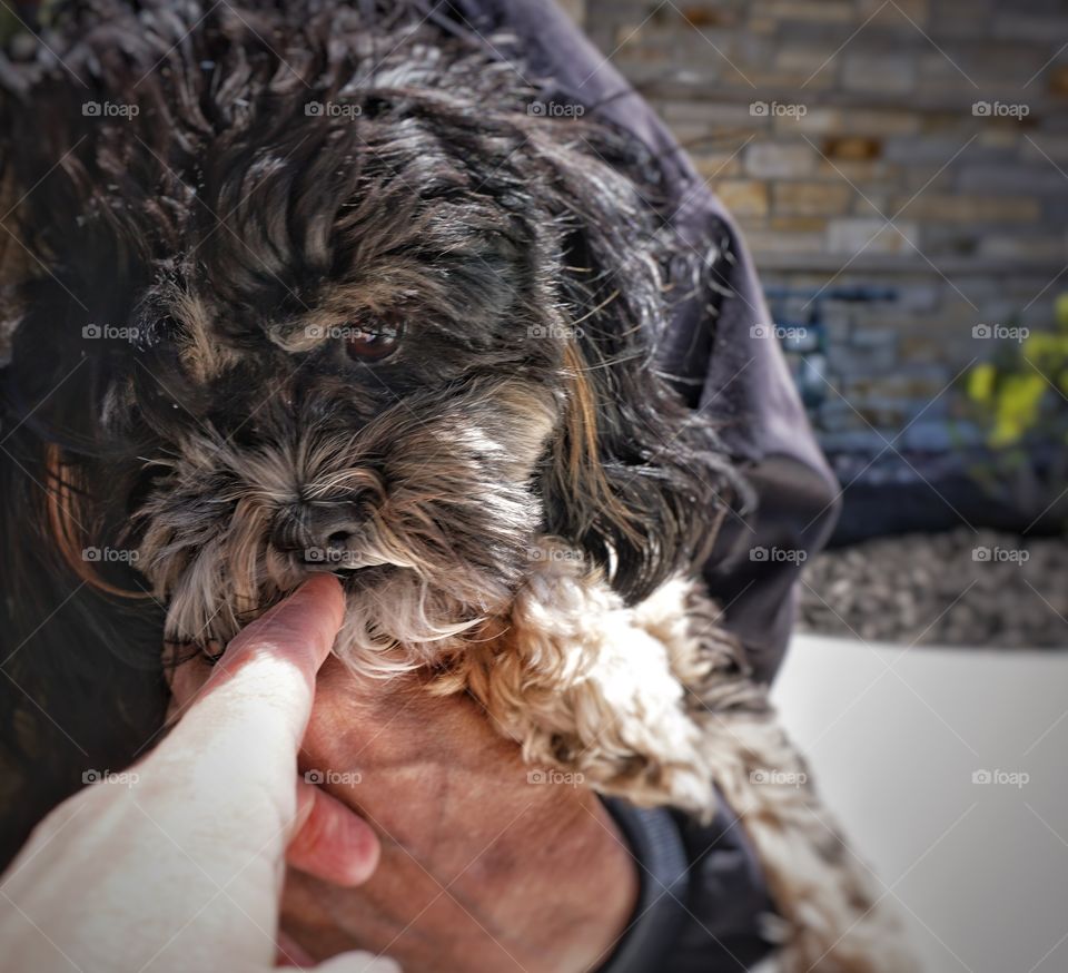 Close-up of dog