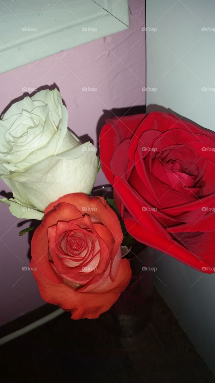 3 beautiful roses