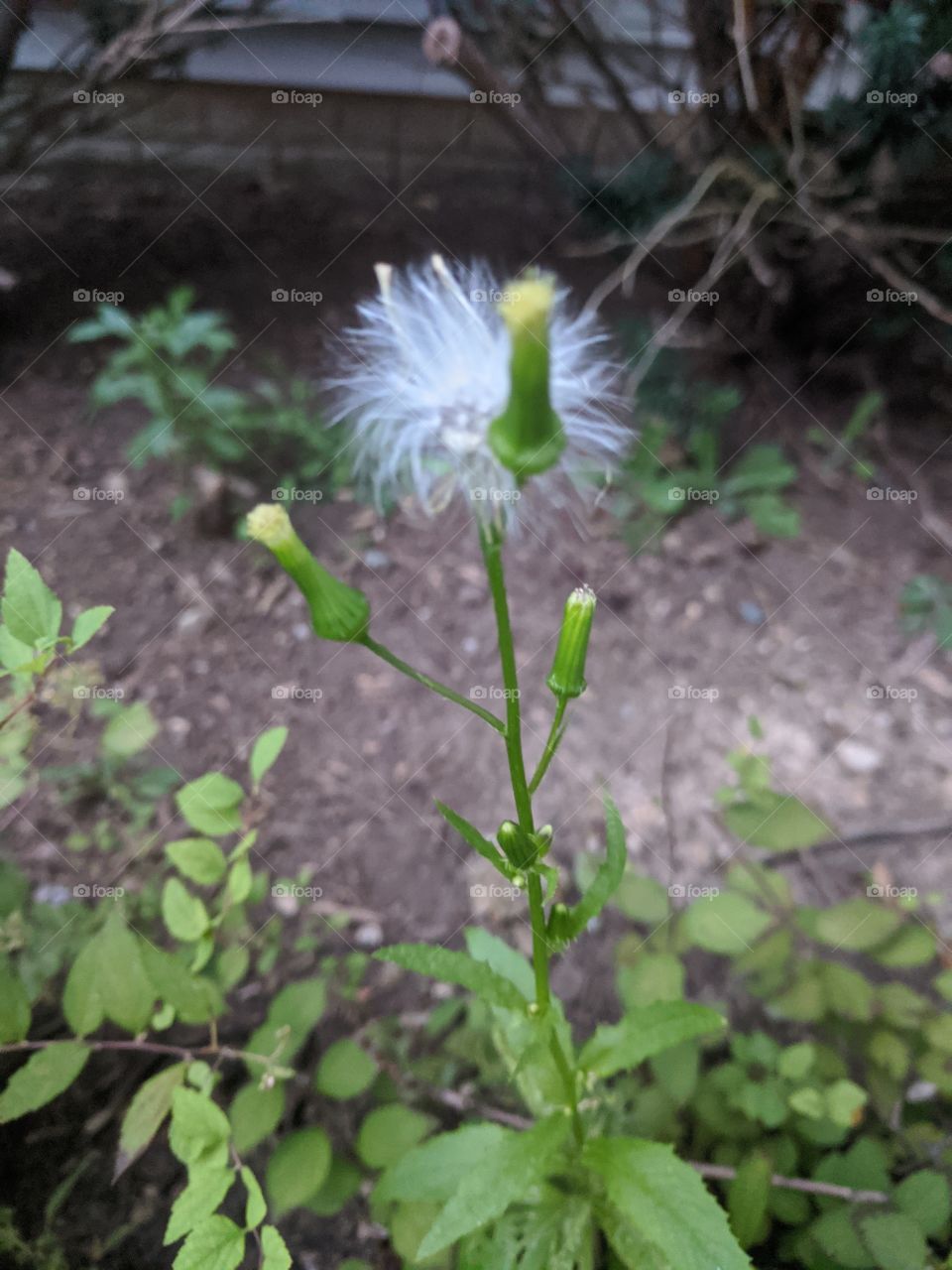 Dandelion 🥰 It's like a cotton plant where when we just blow , it just spreads all over us and yeah it's so beautiful ❤️