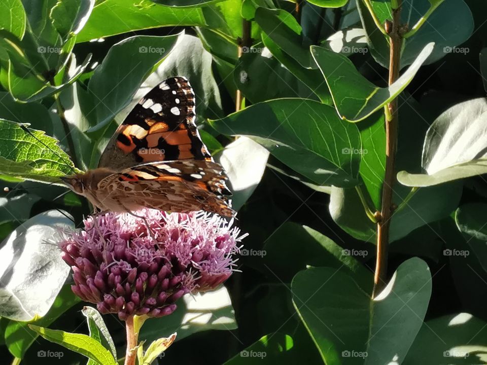 Schmetterling auf Dost Blüte