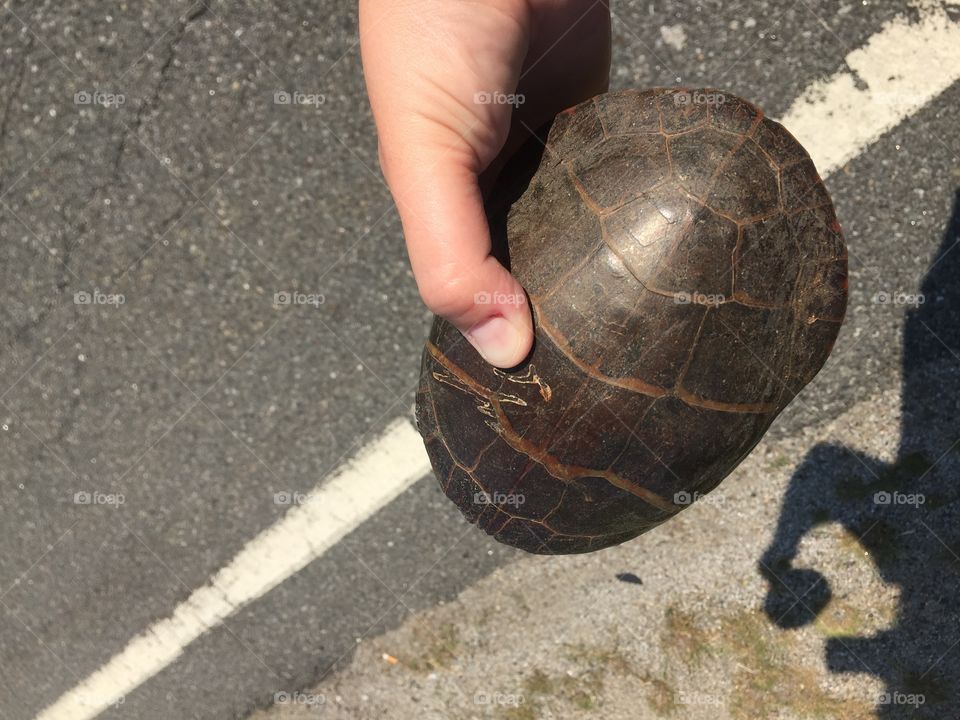 Saving a turtle that was in the road. Helping him get to the other side. 