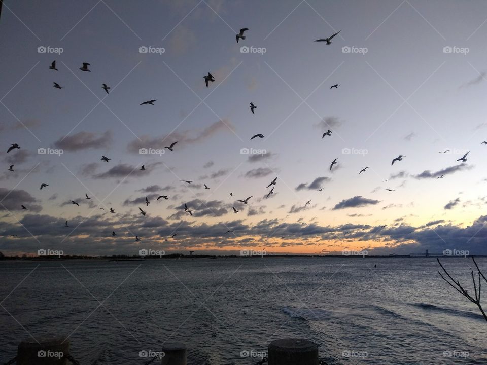 Seagulls in the dawn