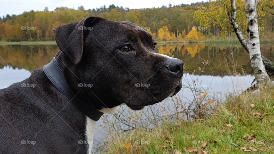 Dog by the lake in autumn, reflections , hund höst sjö skog reflektion Amstaff