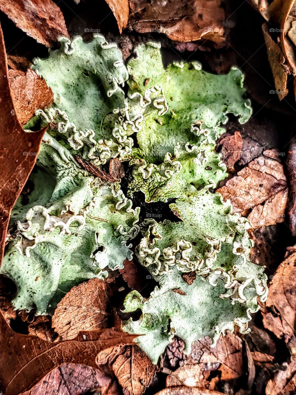 lichen on top of brown forest floor leaves