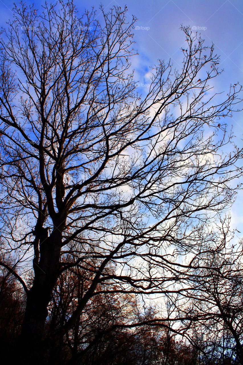 sky blue beauty tree by lekaimadh