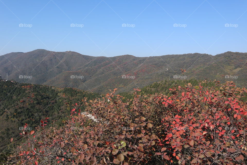 The red leaves all around the mountains 