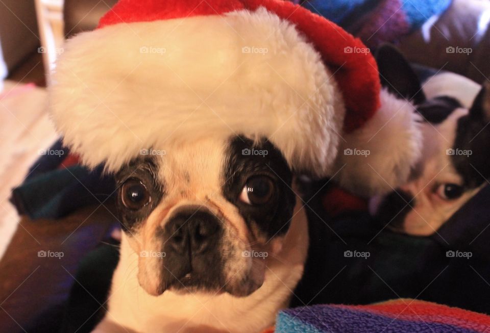 The two Boston Terriers were happily snuggled in their chair all warm and snuggly when decorating the Pups became a priority - it is part of the requirement of Christmas decorating! Got in just enough shots before the whining started. Too cute!