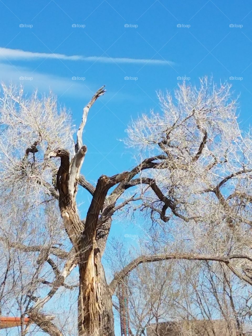 Top of a tree