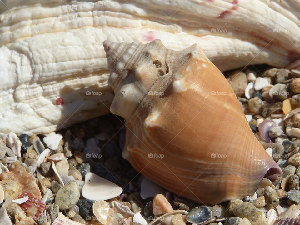 Close up small conch shell