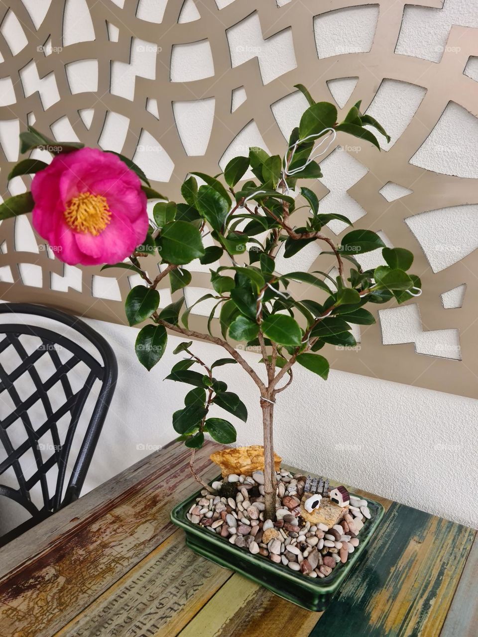 photo of the year: plants. Bonsai Camelia first flower