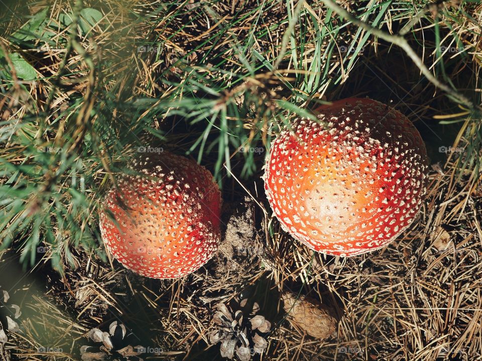 Fly agaric mushrooms from above