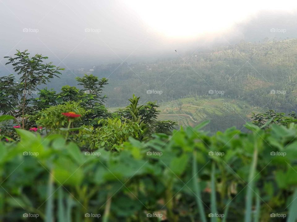 Some beautiful daisies among the greenaries in a highland at Central Java.