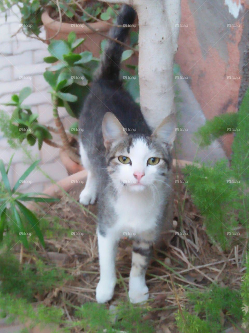 Beautiful grey and white cat.