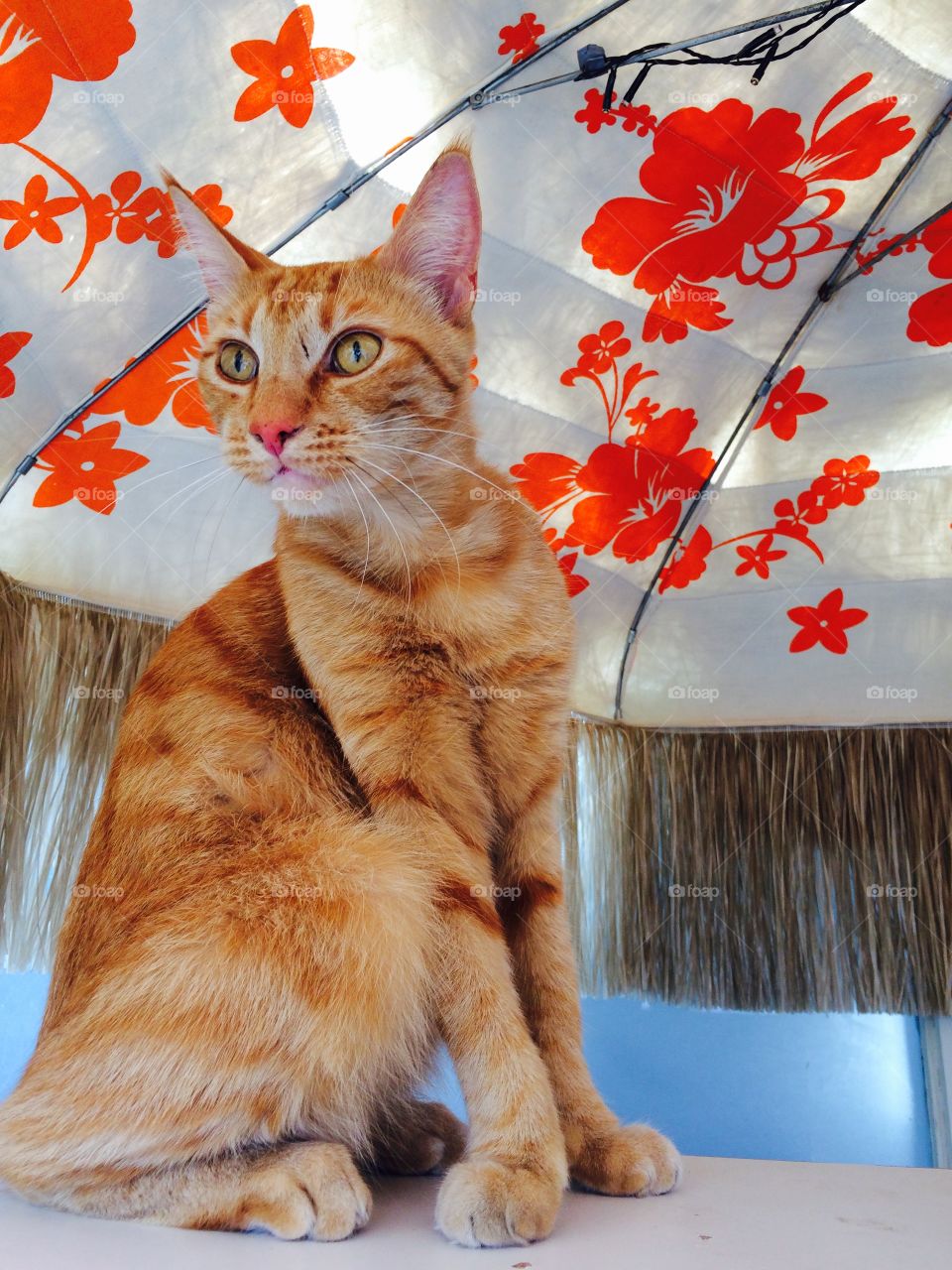 Cat, Cute, Pet, Domestic, Animal