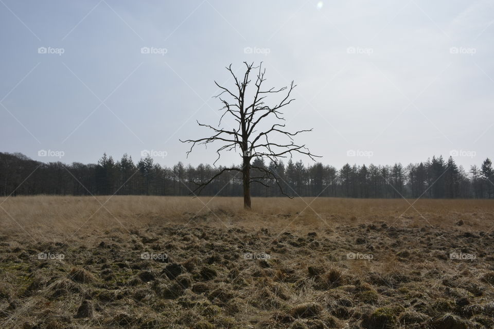 Tree, nature