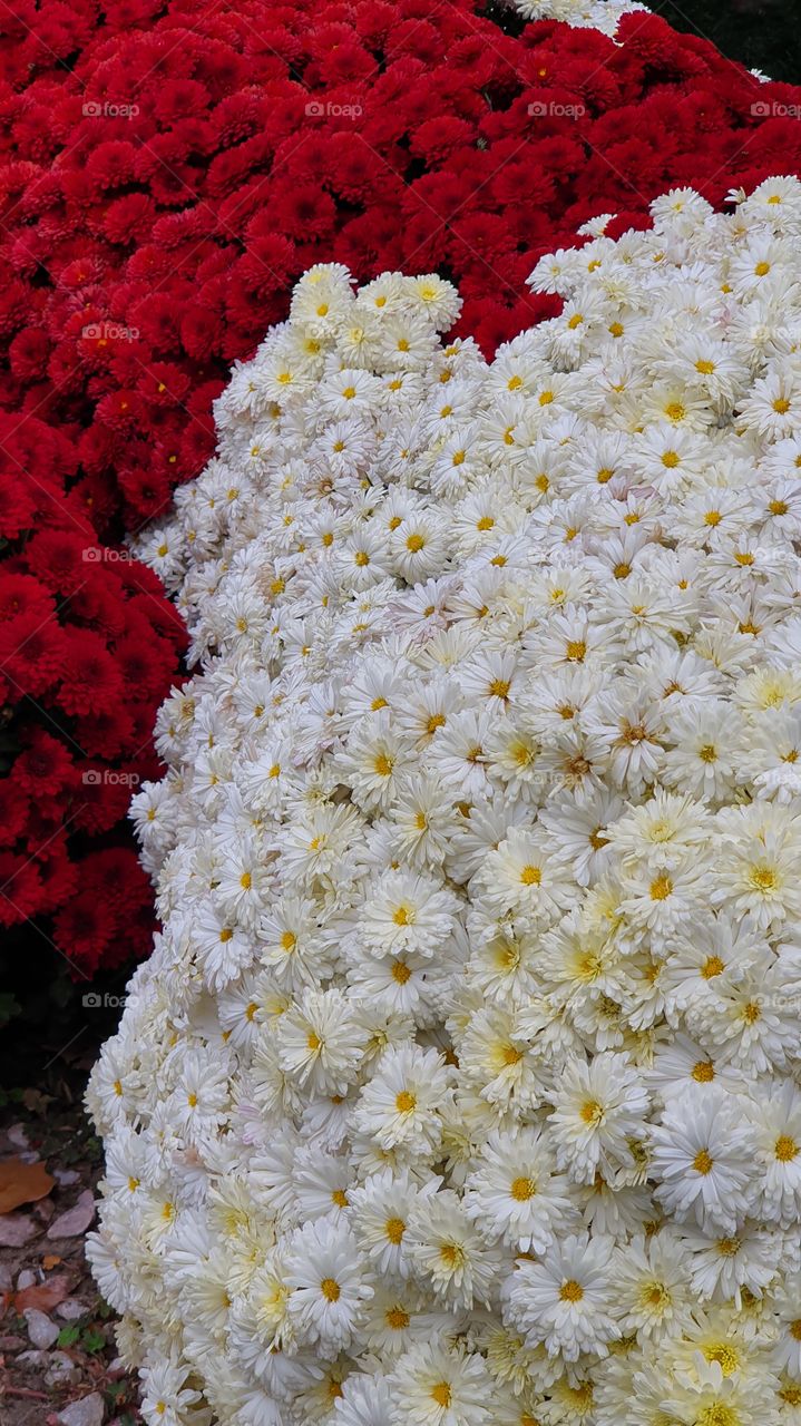red and white chrysanthemum