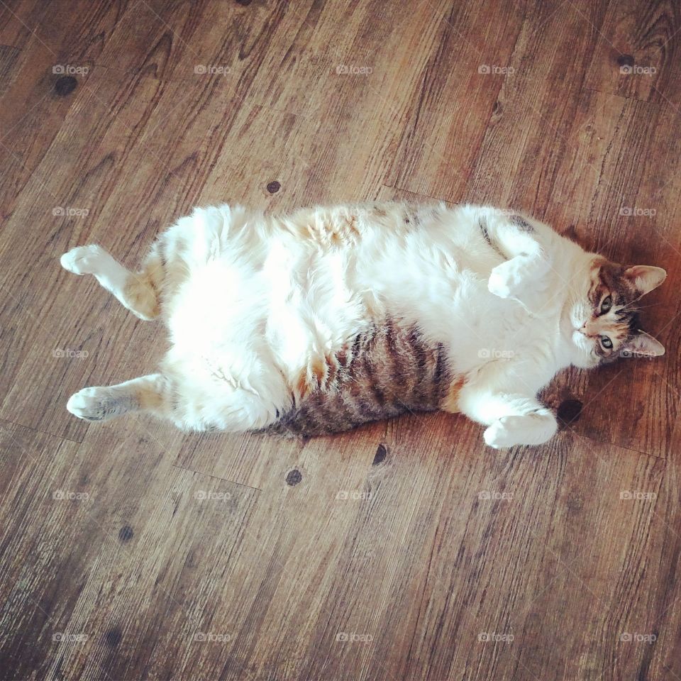 Fat cat relaxing