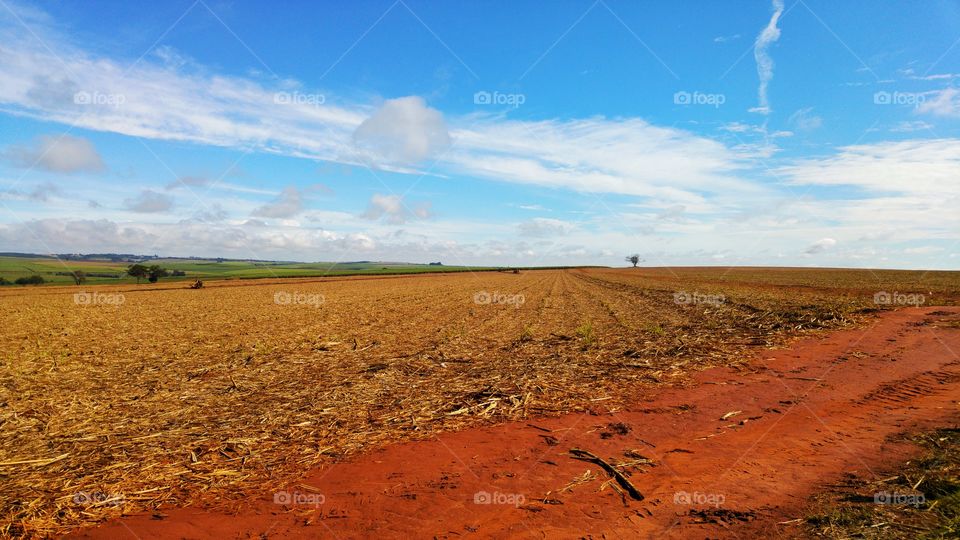 Sugar Cane Field