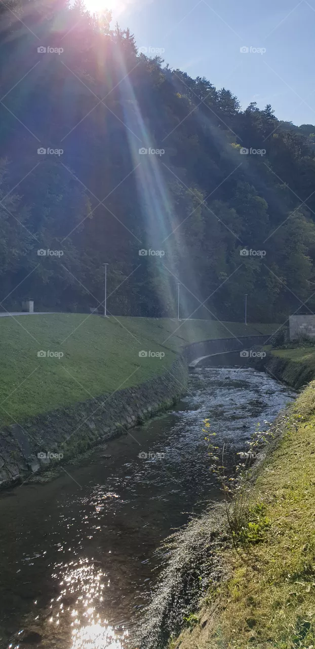 stream and forest