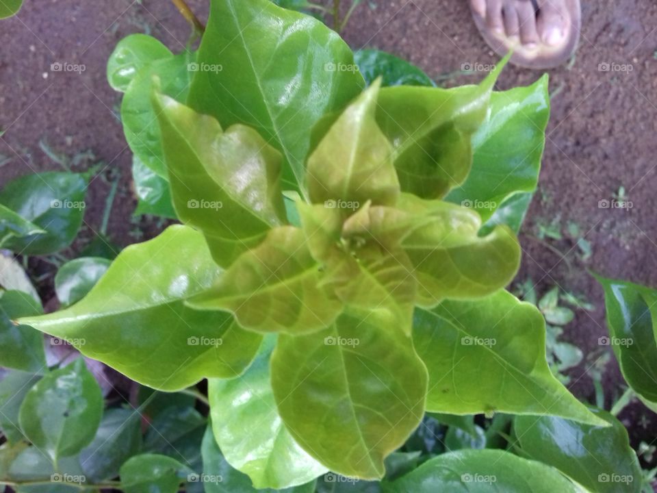 leaves