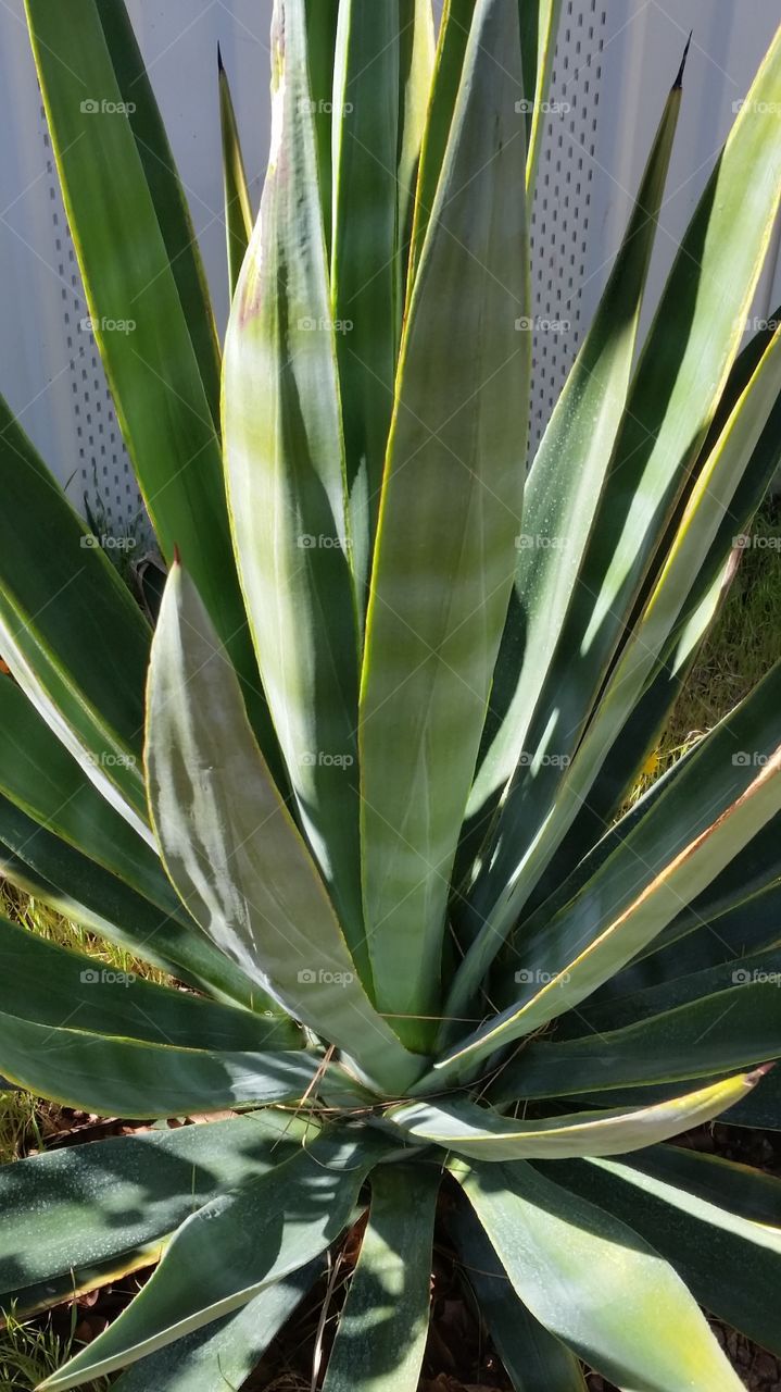 giant tequila blue yucca