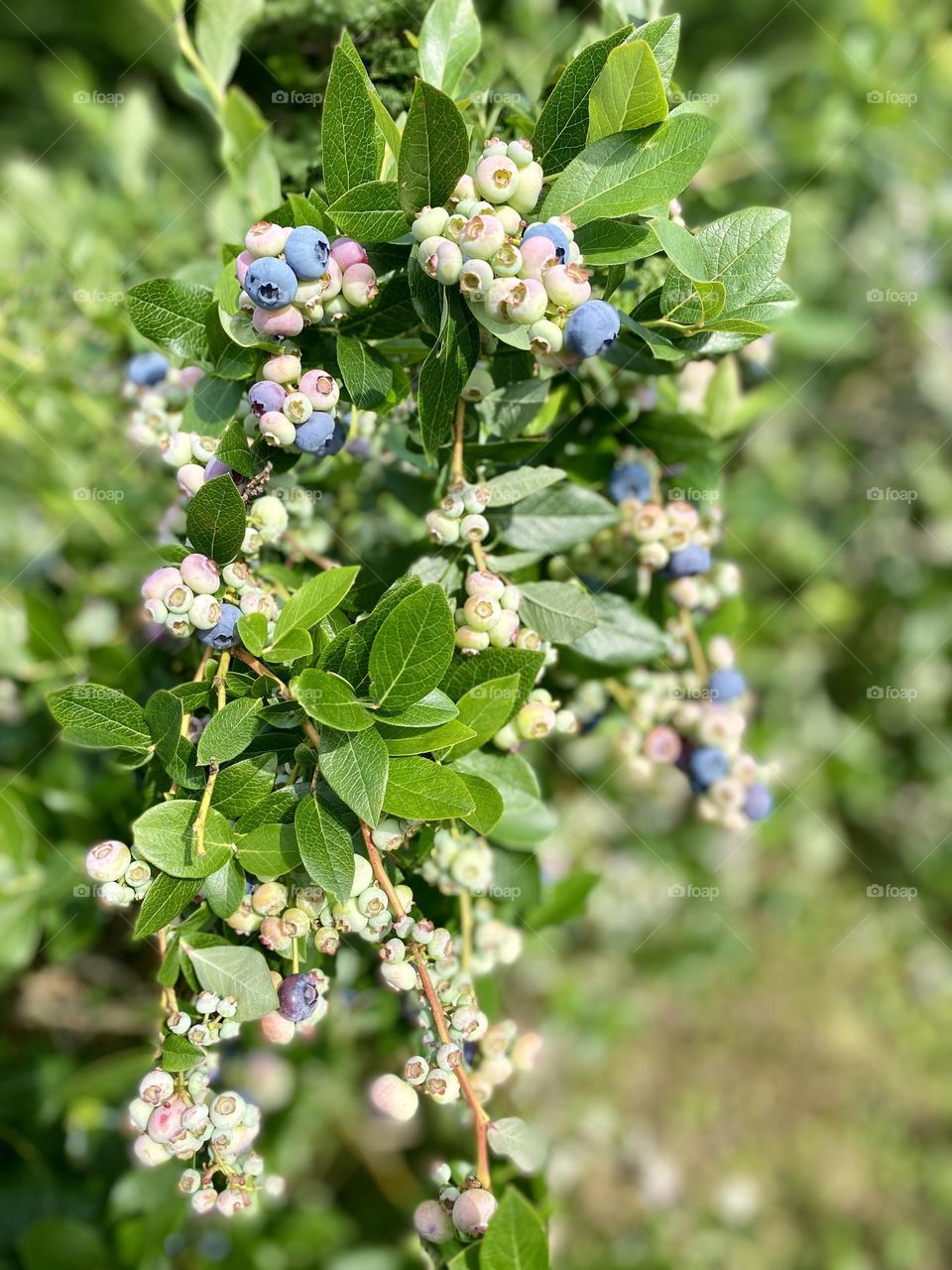 This image shows a cluster of blueberries at various stages of ripeness on the bush. The berries range from green (unripe) to pink (partially ripe) to dark blue (ripe). The leaves are a healthy green, indicating a well-maintained plant.