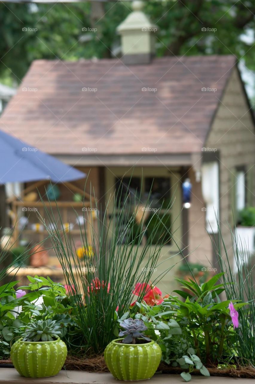 Plants in front of Shed