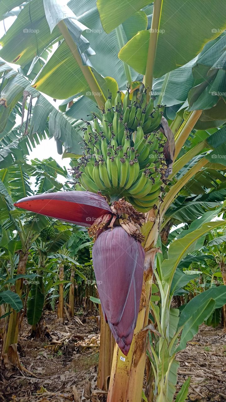 banana tree