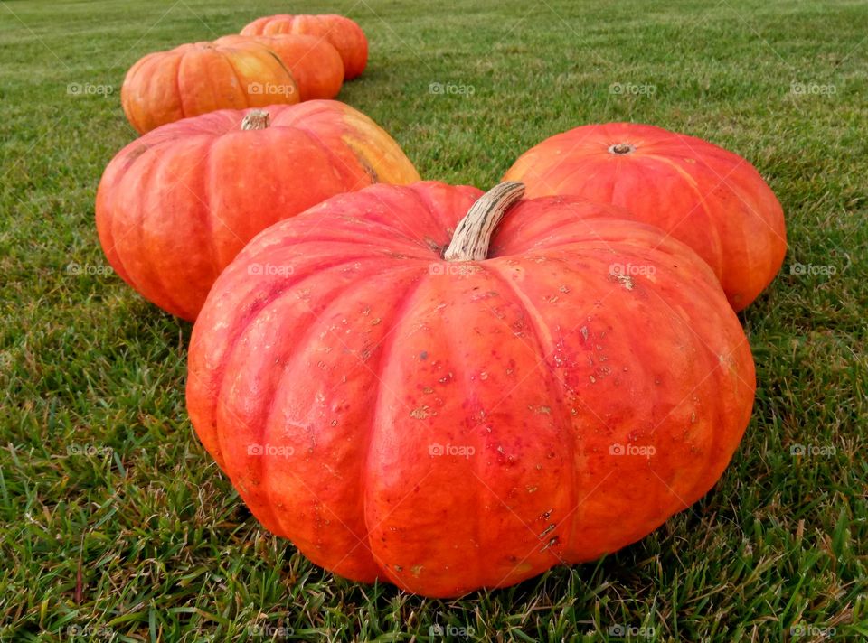 Pasture, Fall, Pumpkin, Halloween, Thanksgiving