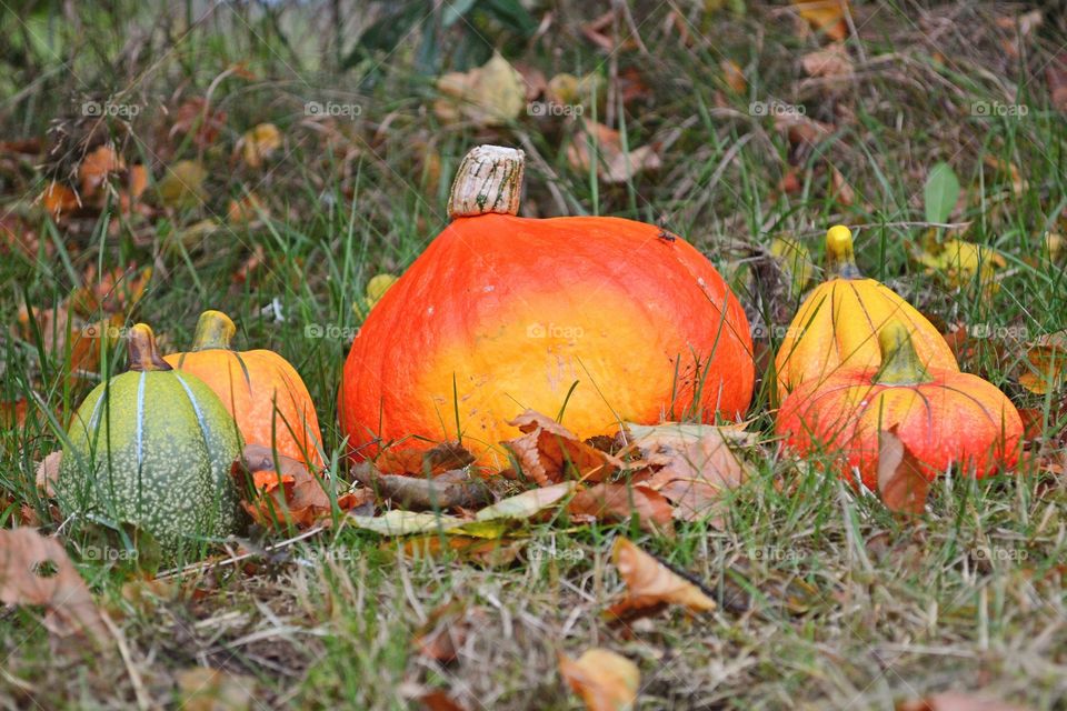 Fall, Pasture, Leaf, Nature, No Person