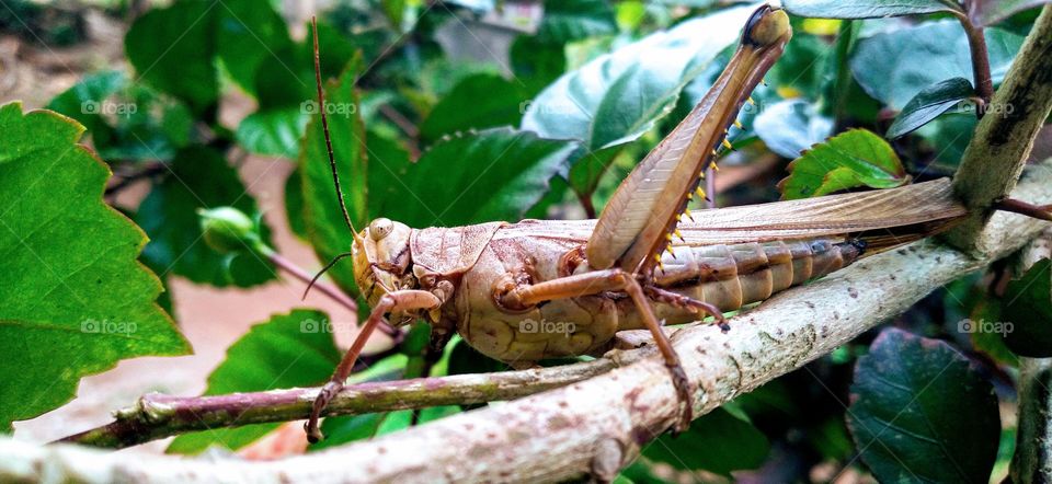 The grasshopper perched on the hibiscus plant