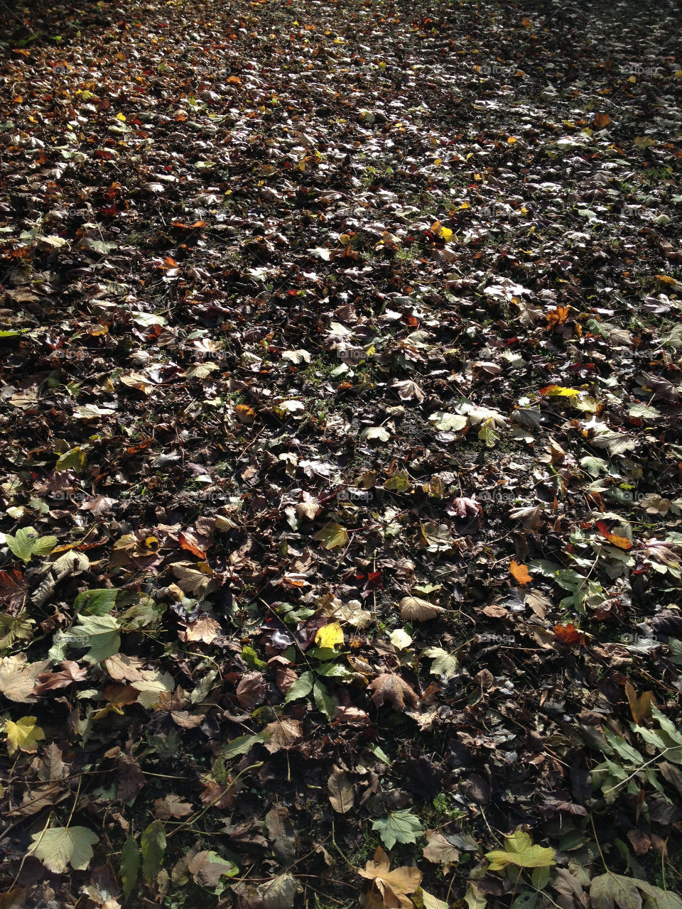 background leaf autumn by alexchappel