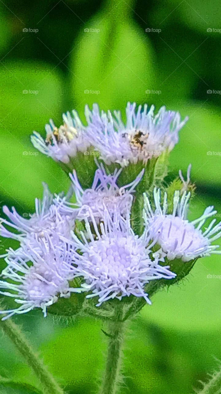 grass flower