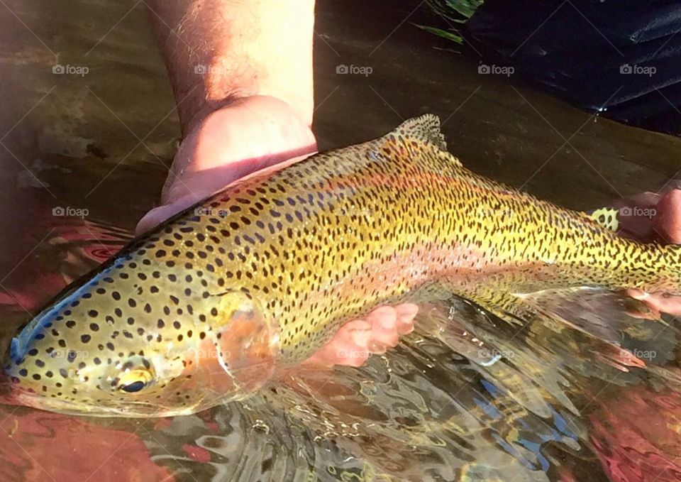 Beautiful rainbow trout. 