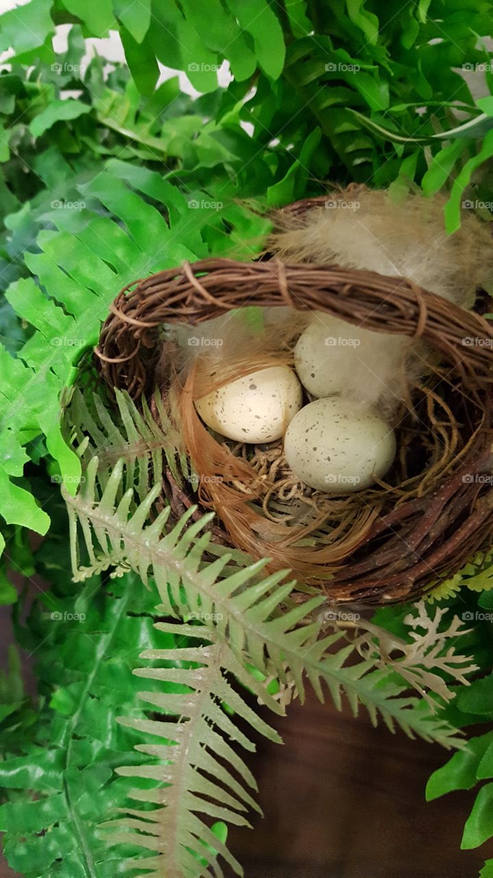 bird eggs in a nest