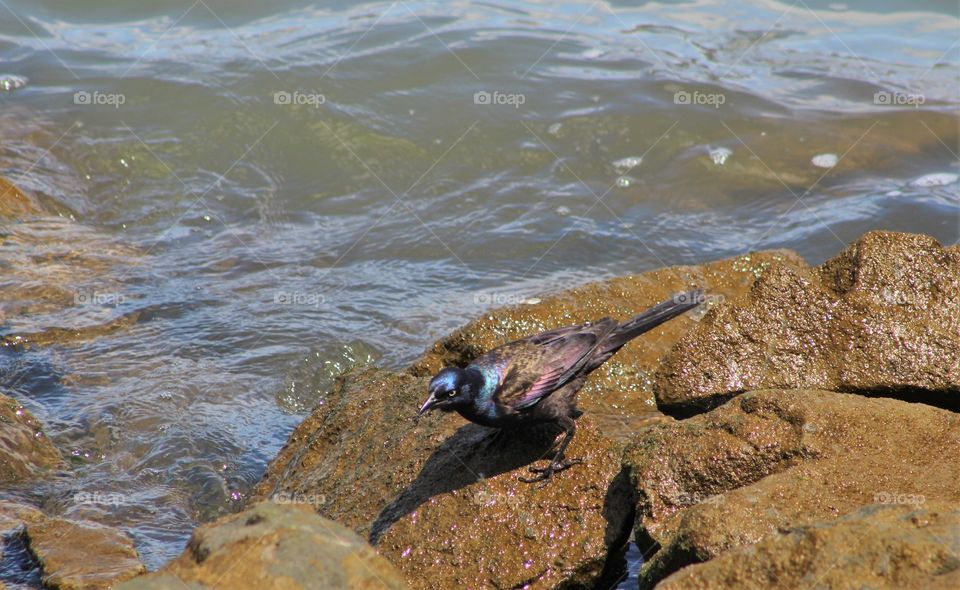 Common grackle (male) with brilliant blue and purplish feathers on wet rocks along river staring intently at camera 