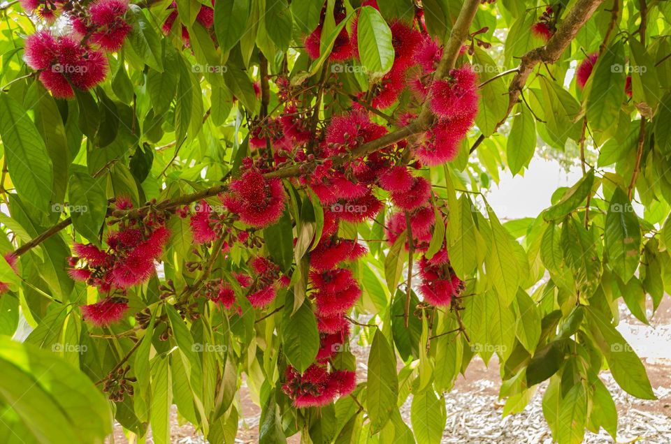 Otaheite Apple Blossoms