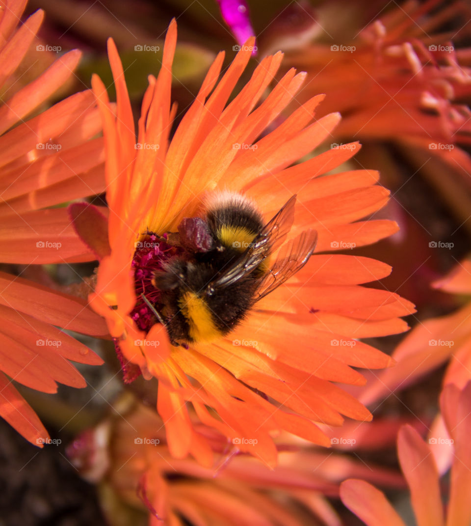 Busy bee in the summer sun 