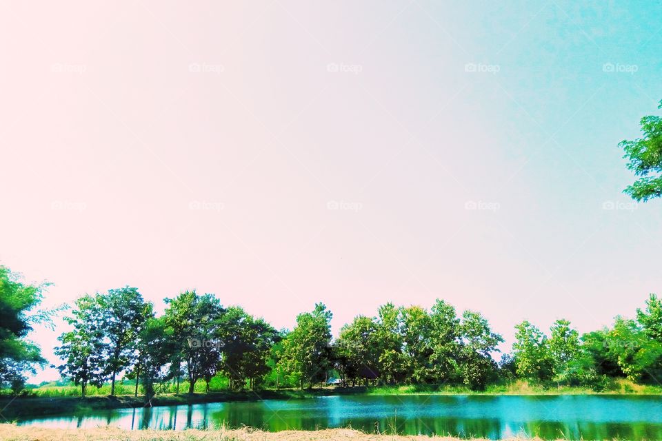 tree,water,sky,canal