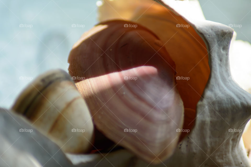 Beauty of the ocean seashell environmental conservation conceptual background texture and light 